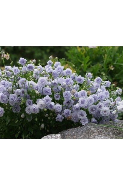 Кущики кампанули під час другої хвилі цвітіння влітку